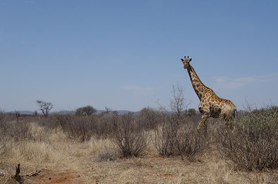 Auf Safari in Botswana