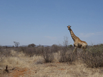 Auf Safari in Botswana