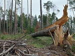 Abgebrochener Baum